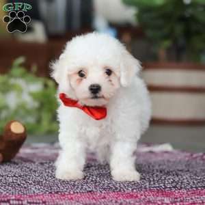 Lucky, Bichon Frise Puppy